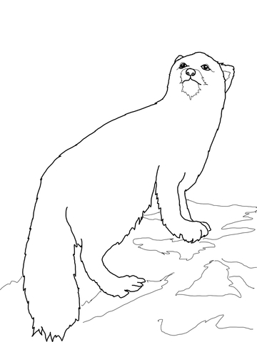 Arctic Fox Coloring Page